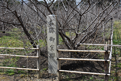 御室桜